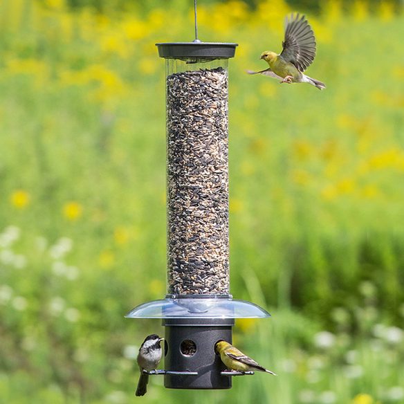 Three birds enjoy eating seed from a Droll Yankee bird feeder.