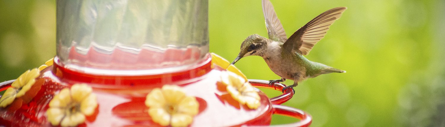 A juvenile hummingbird approaches a brightly colored feeder.