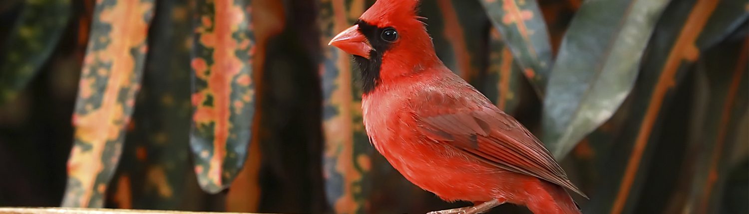 Male Northern Cardinal visits a backyard birdbath on a hot summer day.