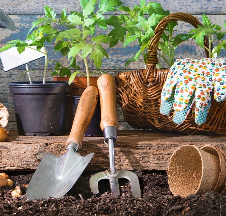 Seedlings of lettuce and tomatoes with gardening tools at the back yard.