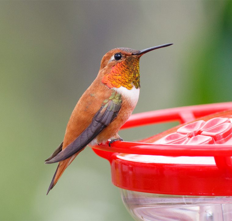 An image of a male Rufous Hummingbird perched on a hummingbird feeder.